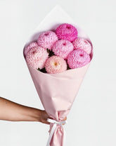 Pink Chrysanthemum Puff Bliss