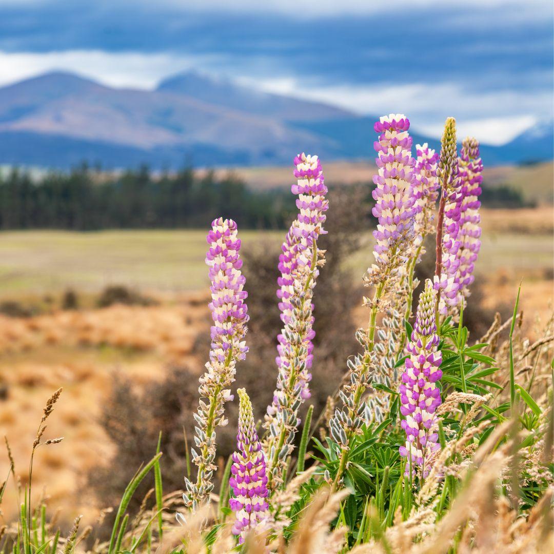 Top 10 Perennial Flowers for NZ Gardens - Florist.co.nz