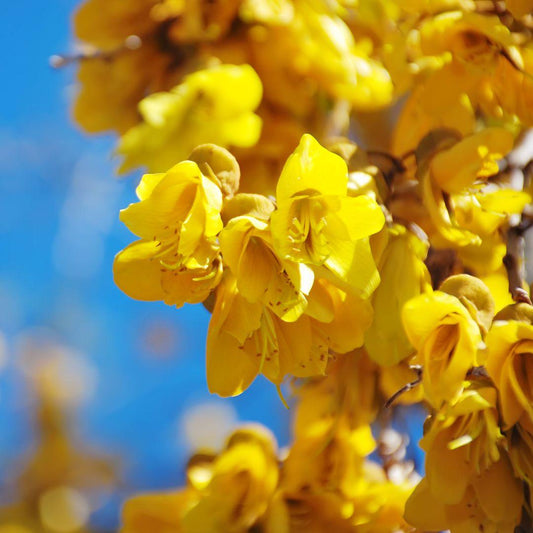 Native New Zealand Flowers - Florist.co.nz