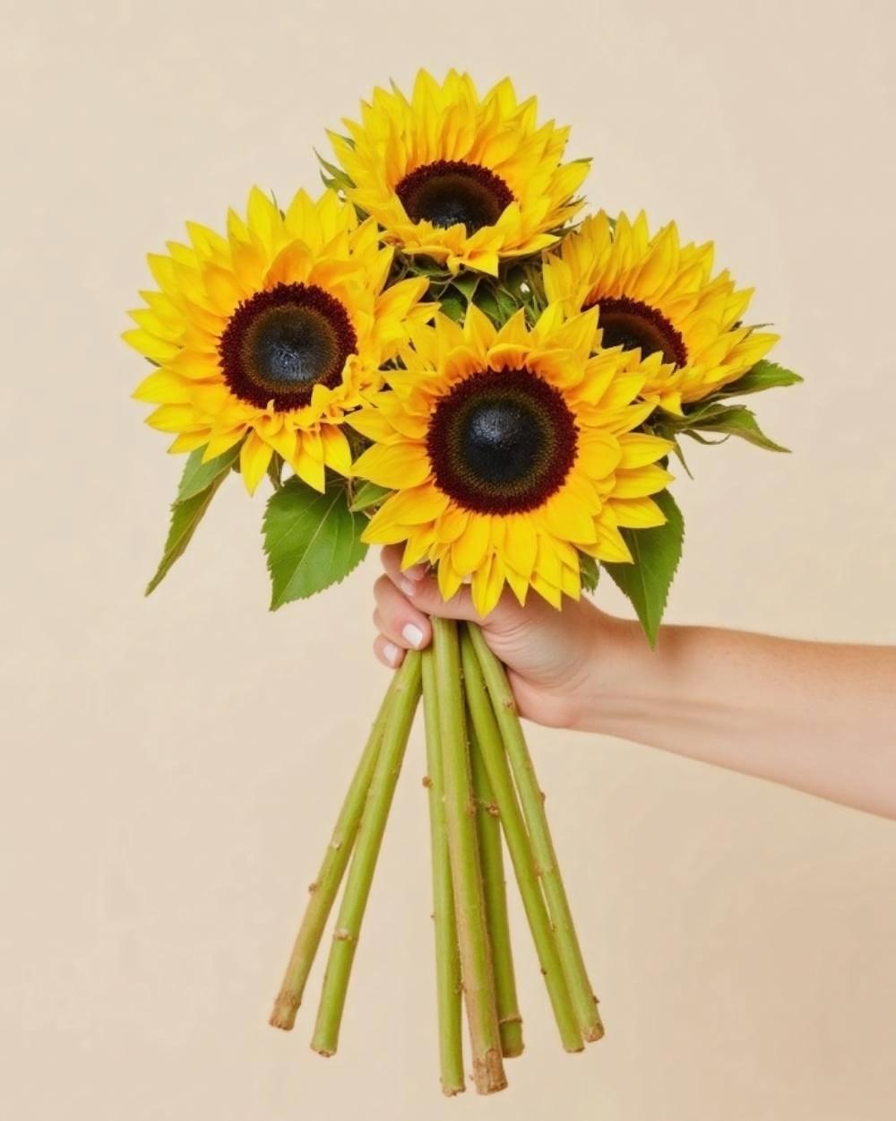 4 handheld sunflowers on a beige background.